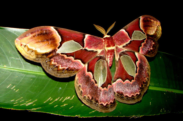 Mariposa-atlas - Rothschildia sp - Amazonia