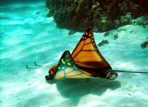 Frightful Fridays Mashup Marathon Monarch Stingray