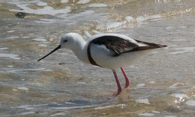 Banded Stilt (Cladorhynchus leucocephalus)