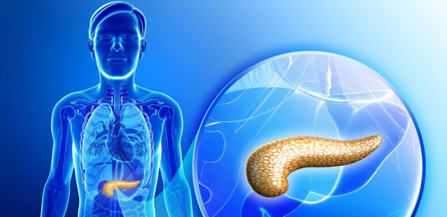 Pancreas y biologia