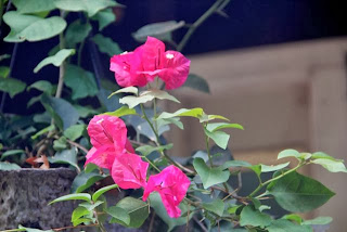 photo of Late(?) blooming bougainvillea