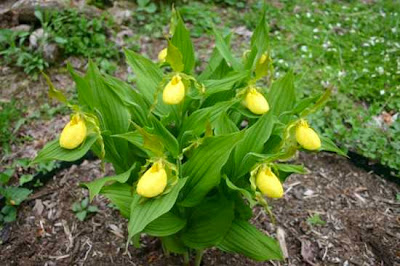 Lady Slippers Kuning dan Ungu (Cypripedium calceolu)