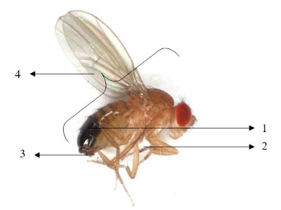 male drosophila melanogaster