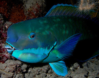 Ikan kakatua (parrot fish)