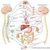 MEKANISME HOMEOSTASIS