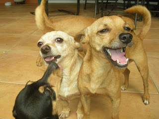 Honduran Chihuahuas, La Ceiba