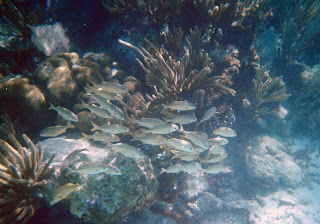 Small school of yellowish fish at the Belize Barrier Reef near Punta Maroma, Mexico.