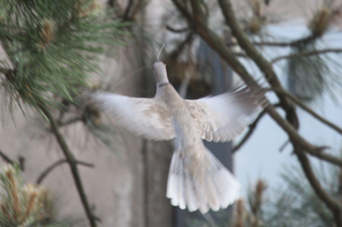 dove nest building