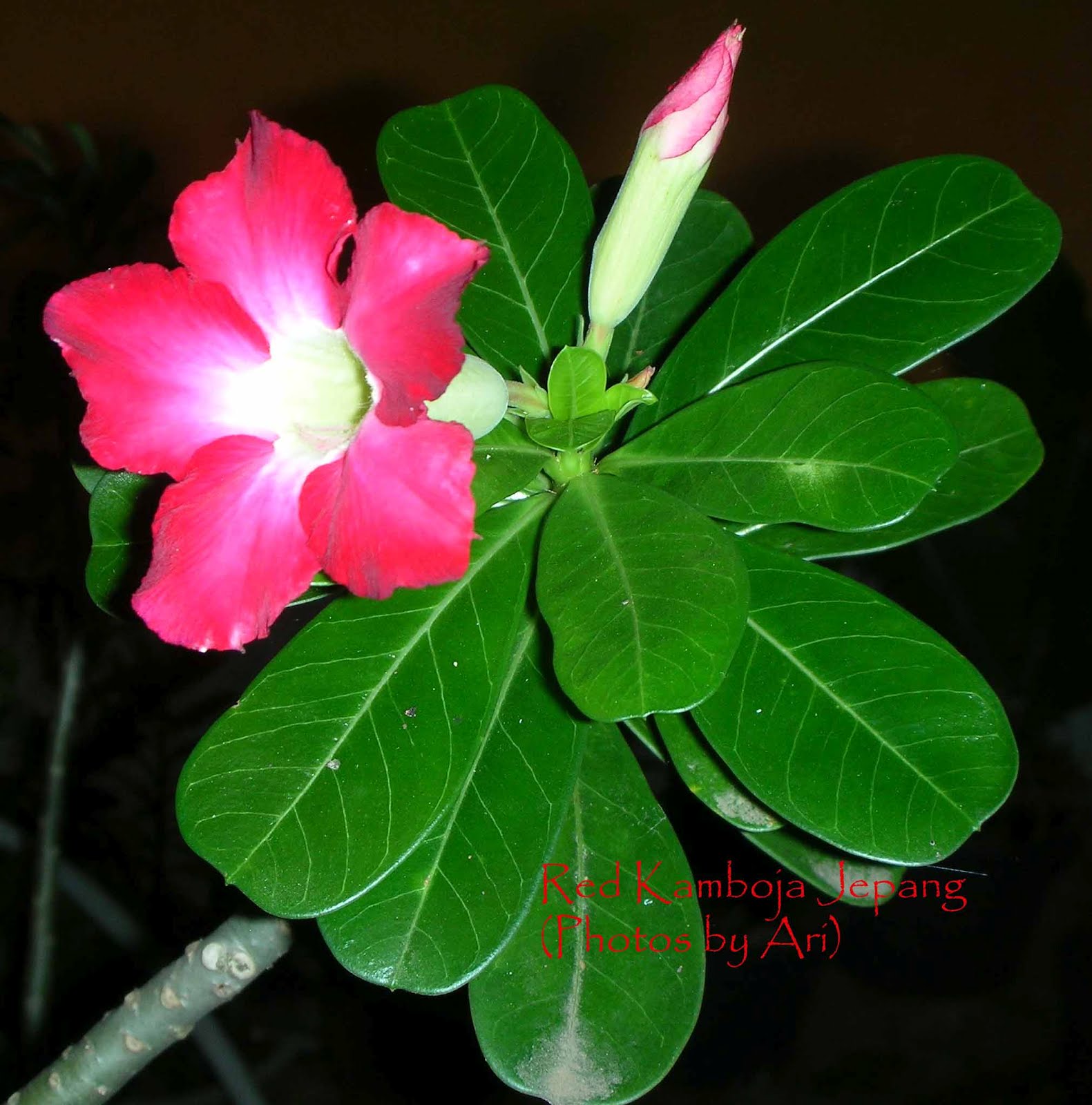 Floristari: bunga kamboja jepang merah