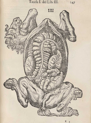 Carlo Ruini.<br />Anatomia del Cavallo. (Venetië: F. Prati, 1618).