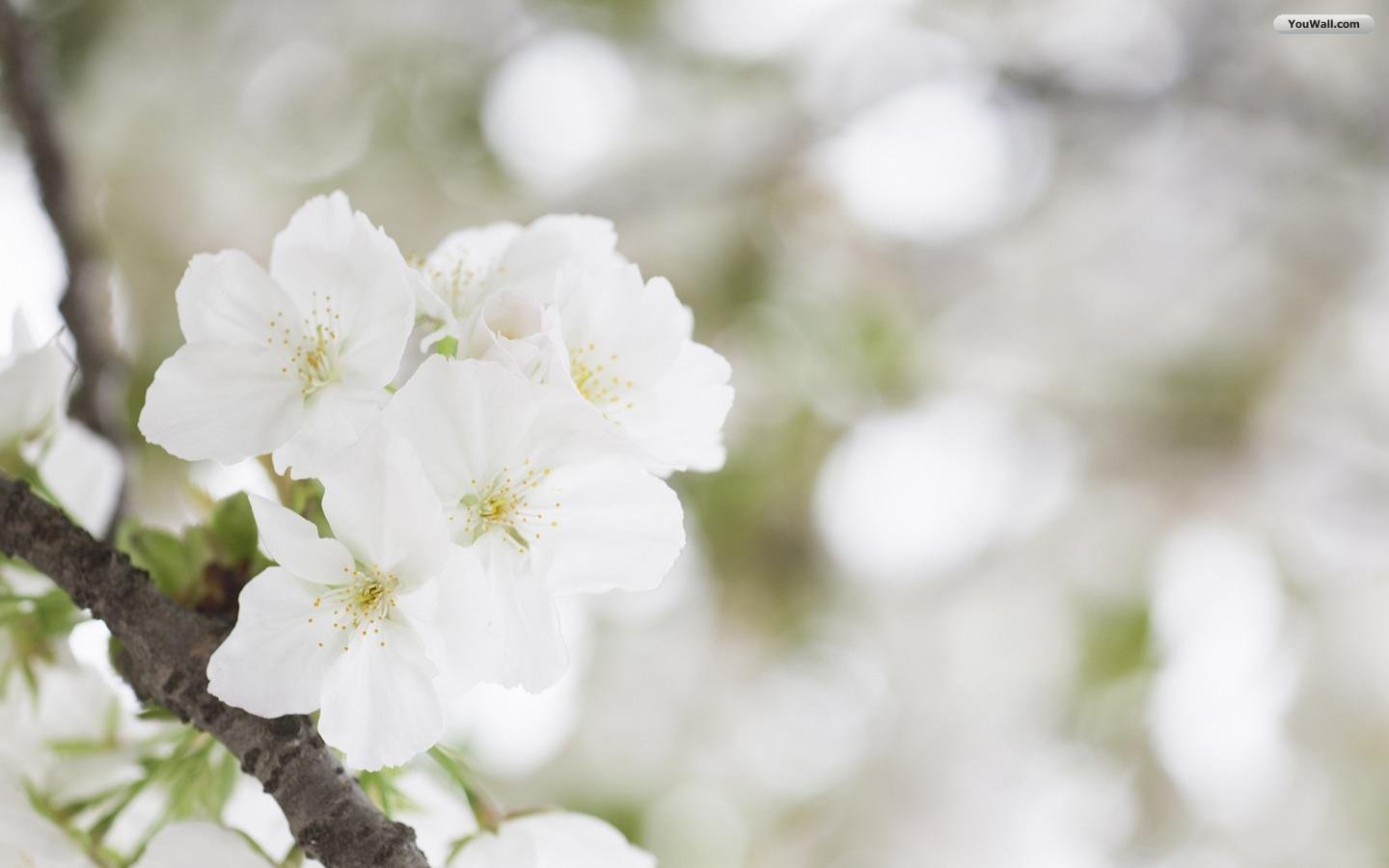 White Flowers Names 8 Background Wallpaper ...