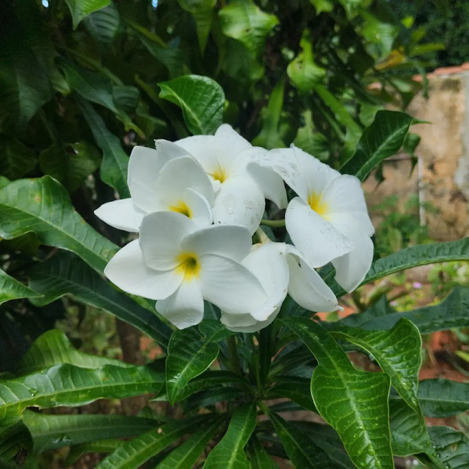 Flor da plumeria pudica