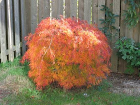 purty little tree