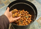 Hazelnuts