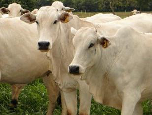 susaha budidaya sapi potong