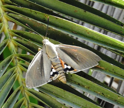 Polilla de las palmeras (Paysandisia archon)