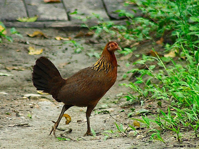 ayam hutan merah betina