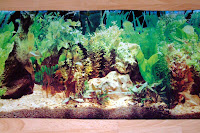 Background For Aquarium
