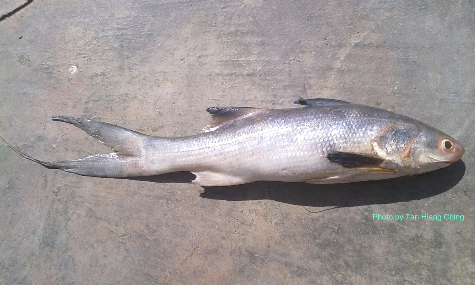 Fish and Fishing in Tanjung Leman Southeast Asia 