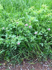 roadside red clover