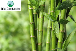O Guia Definitivo para Cuidar da Sua Planta Bambu