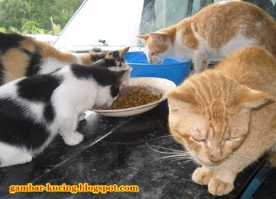  TakMungkinBenar Kucing  Merajuk Taknak Makan
