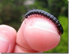 Portuguese millipedes