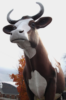 A Pennsylvania cow