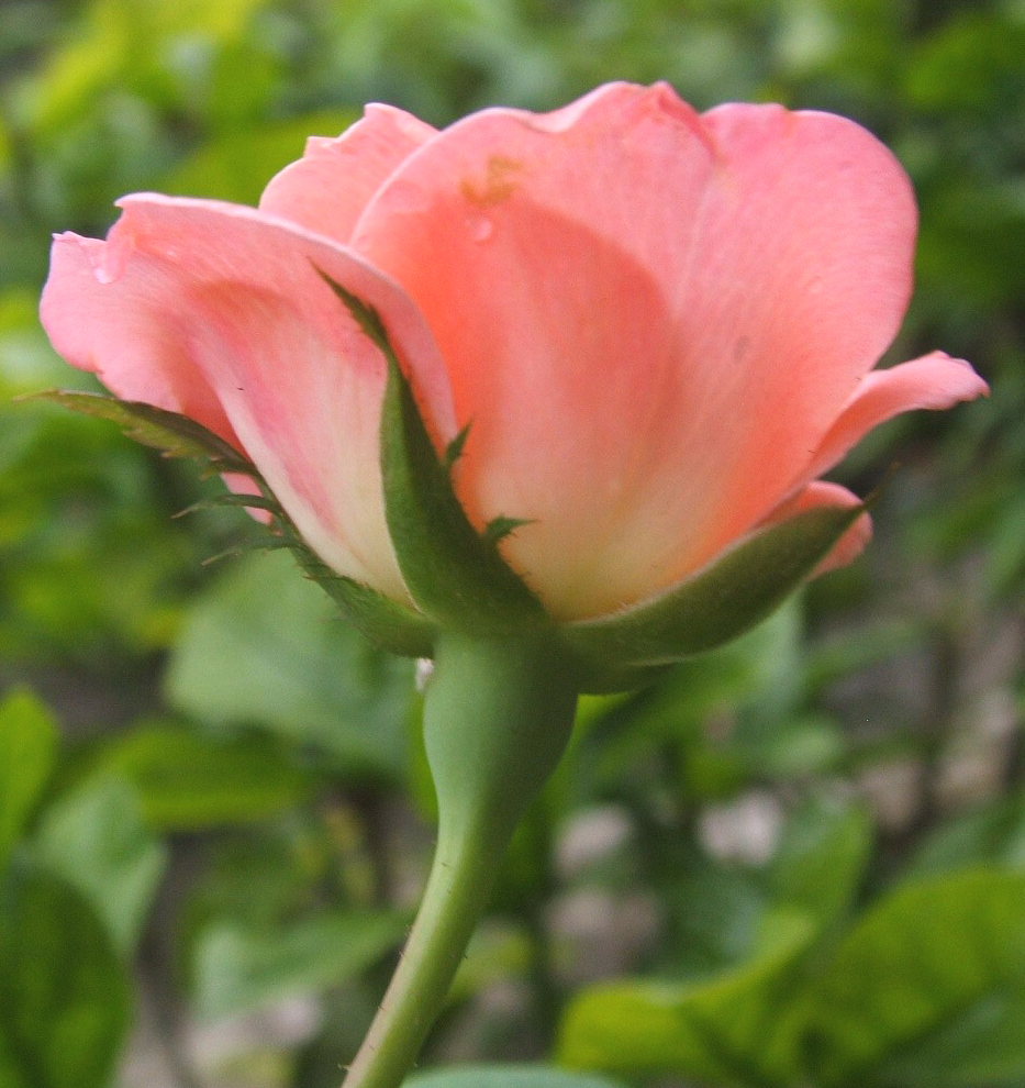 ARUM DALU Tips Cara Menanam Merawat dan Manfaat Bunga Mawar 