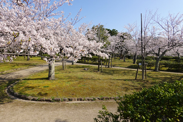 鳥取県米子市西町　港山公園　満開のソメイヨシノ桜の風景