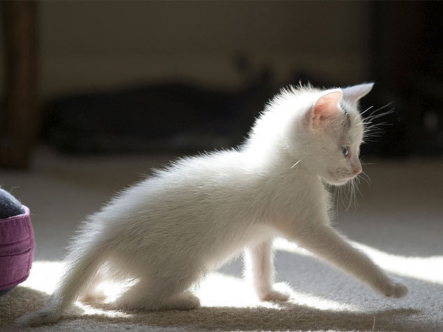 kitten wallpapers. white kitten wallpapers