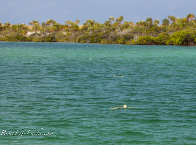 Turtles, Mangrove creek, Conception Island, Bahamas