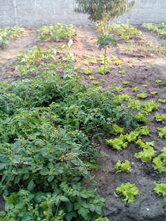 The Community Garden in Cooperation with The Sovereign House of Mithras