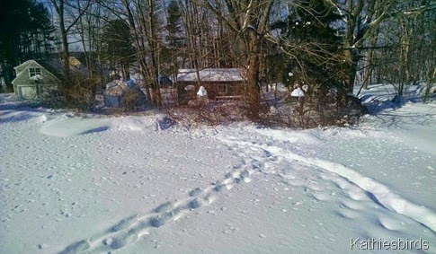 7. footprints in snow 2-6-15 cell pic