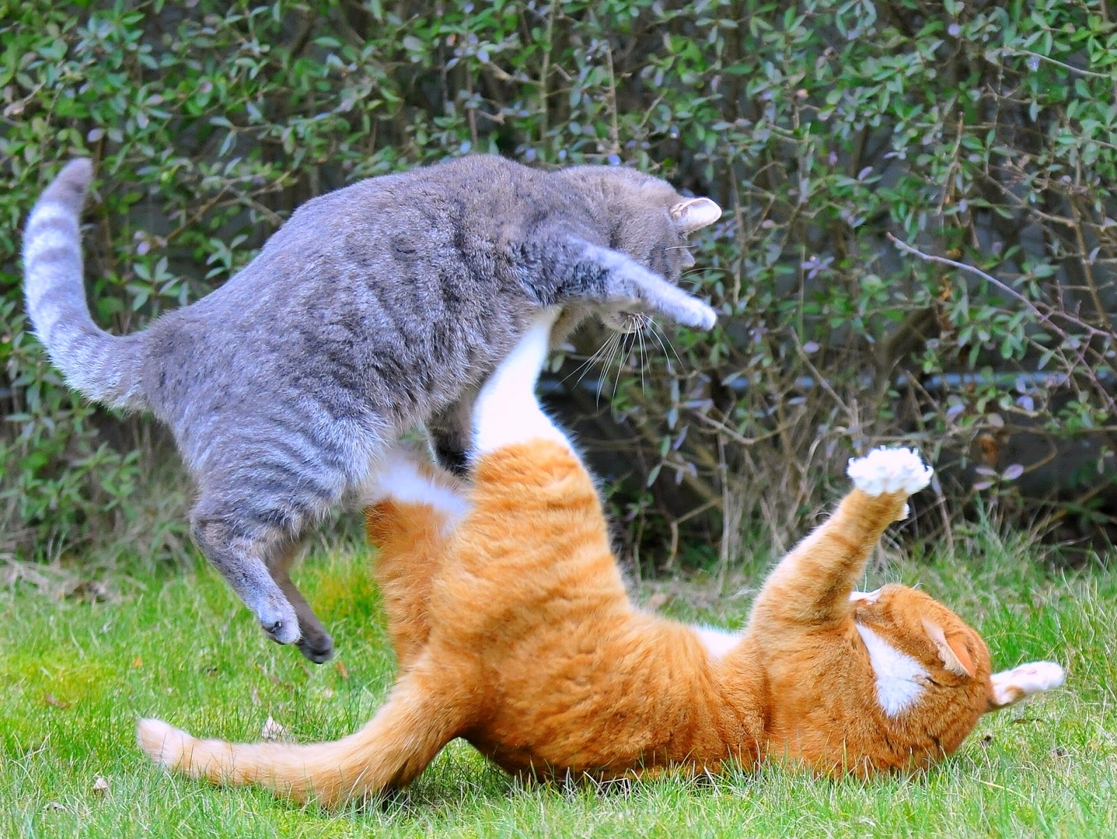 37 HQ Pictures Dreaming Of Cats Fighting : How to Stop a Cat Fight and Why They Happen - Catster