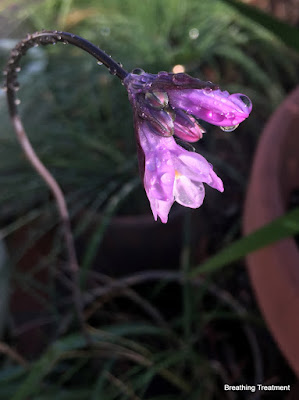  Triteleia laxa  (Ithuriel's spear)