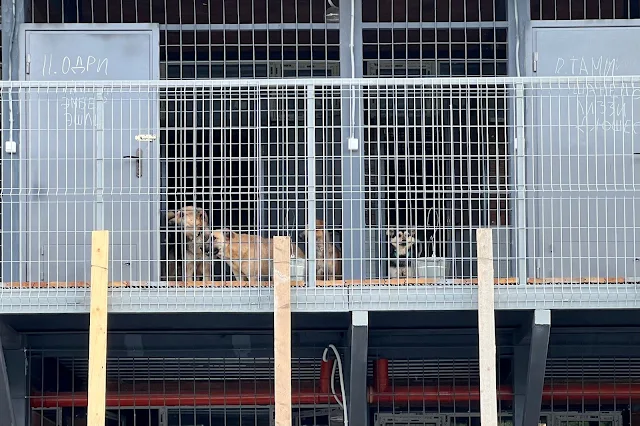 проезд Дубовой Рощи, приют для безнадзорных животных СВАО города Москвы, собаки