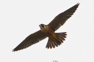 Peregrine Falcon (Shaheen)