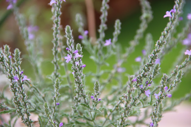 Texas vervain