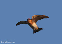 Cave Swallow, view from under – Oaxaca, Mexico – Nov. 2009 – photo by Amy McAndrews