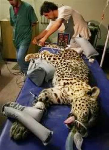 Spotted Leopard From Olam Ha Nekudim