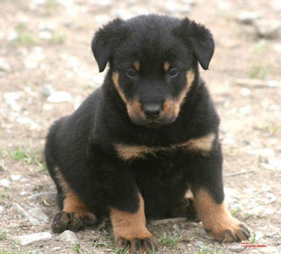 Beauceron Puppy Picture