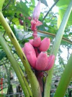 Pisang untuk Hitamkan Rambut