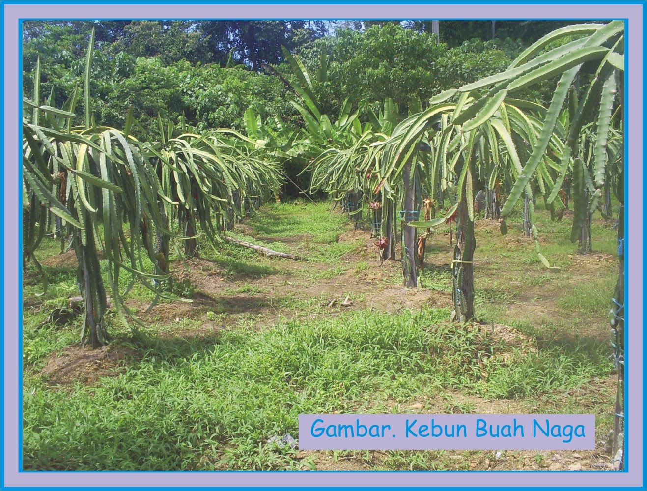  Gambar Kebun Buah  Naga Batam Jotravelguide Gambar  di 