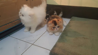 jual anak kucing persia murah bandung terbaru