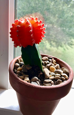 Moon Cactus care on light, watering, soil, pot, pests, and issues. Learn about mealybugs, root rot, spider mites, aphids, and lifespan of your cactus.