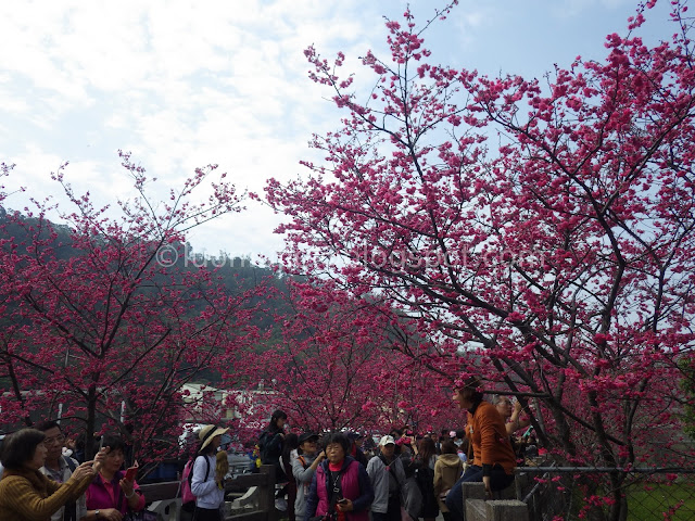 Taichung cherry blossoms