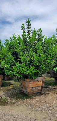 English Laurel