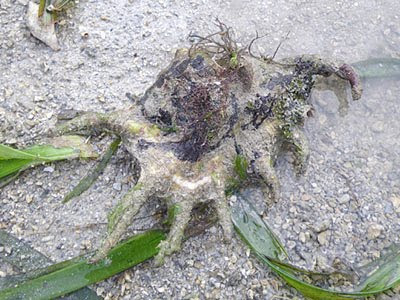 Spider Conch (Lambis lambis)