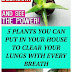 5 Plants You Can Put In Your House To Clear Your Lungs With Every Breath